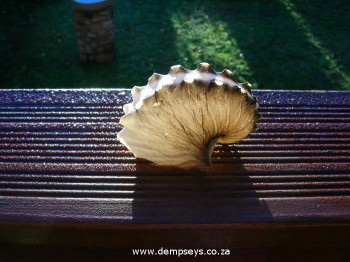 paper nautilus shell