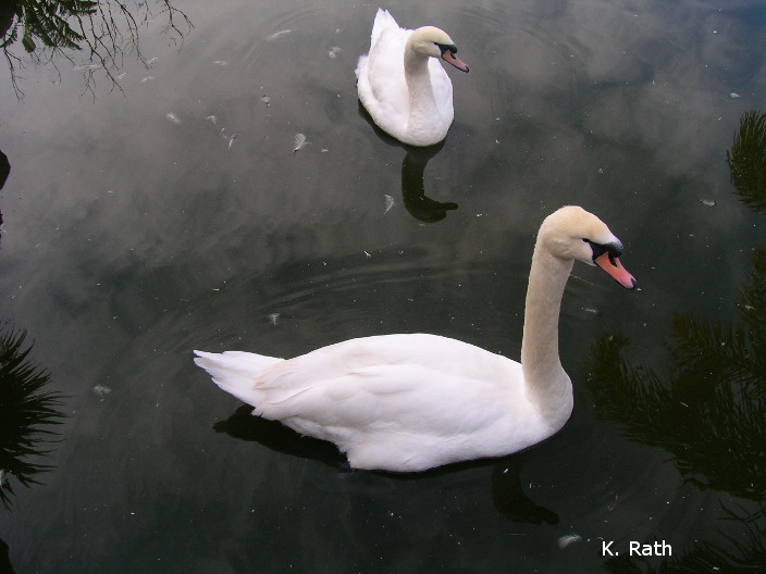 001swan