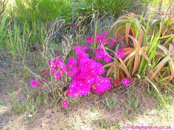 vygies at van staden's nature reserve
