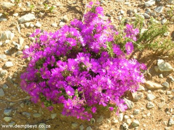 yvygies in bloom at addo elephant park