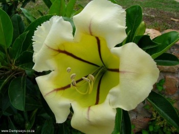 'Cup of gold' flower.