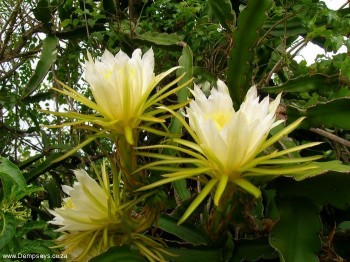 Cactus flowers.