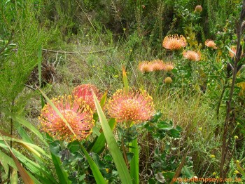 orange pincushion flowers
