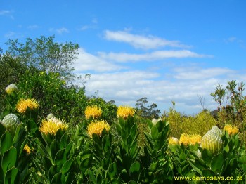 yellow pincushion flowers
