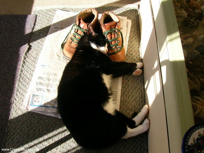 building inspector boots