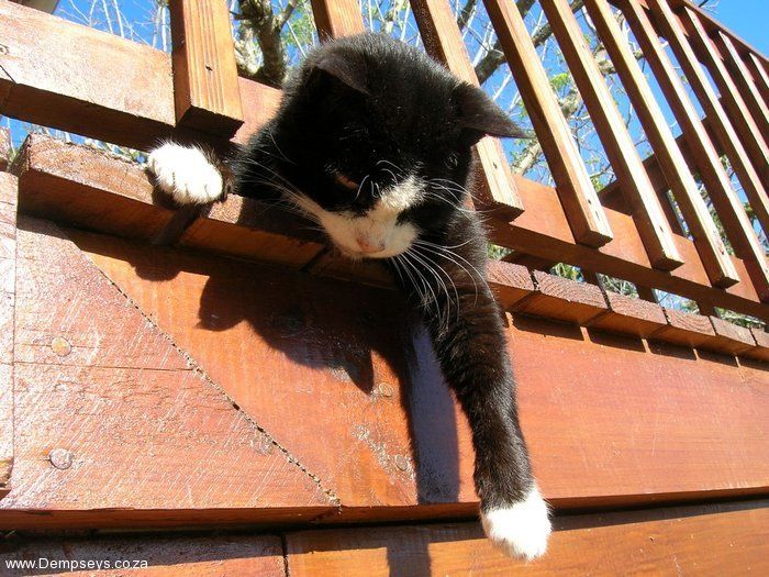 young and playful