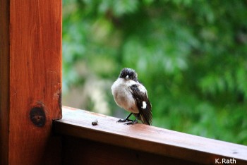 common fiscal shrike