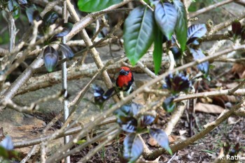 black-collared barbet