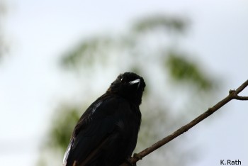rork-tailed drongo