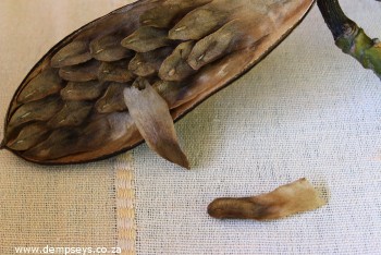 weightless seeds lifting from frangipani pod