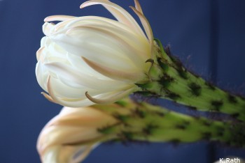 057