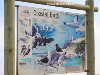 variety of coastal birds, port elizabeth