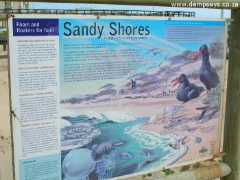 sightings of the oystercatcher along the humpback trail, p.e.