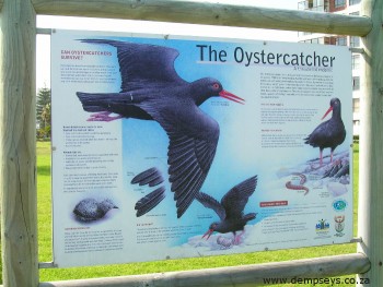 A treat to spot an african oystercatcher in flight