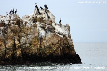 cormorant conference on bird rock, port elizabeth