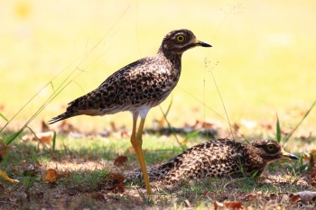 quite tame yet cautious thick knee birds
