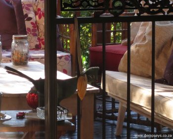 Gentle negotiation of knysna turaco