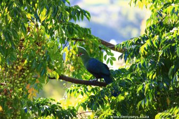 safely in a tree at a distance from us