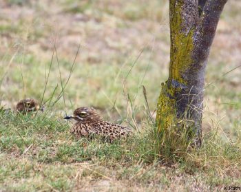 exposed watch of the thick knee bird