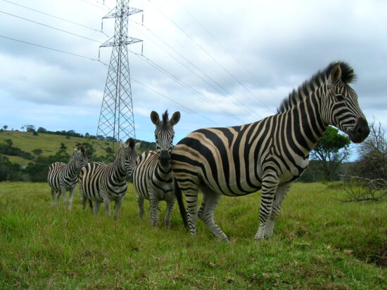 zebra at kragga kamma game reserve