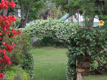 october jasmine