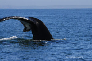 whale tail.