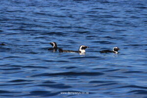 african penguins bobbing at sea.