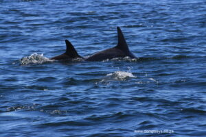 dolphins, tricky to photograph!