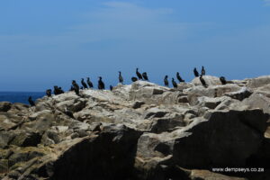 cormorant conference going on here.